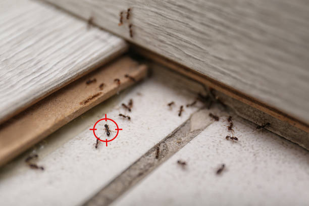 Pest Control for Restaurants in Pinecrest, FL