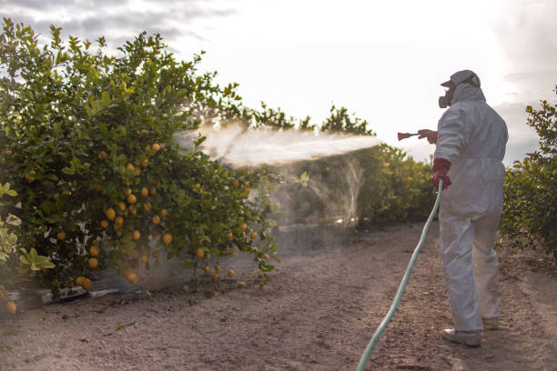 Pest Prevention Services in Pinecrest, FL